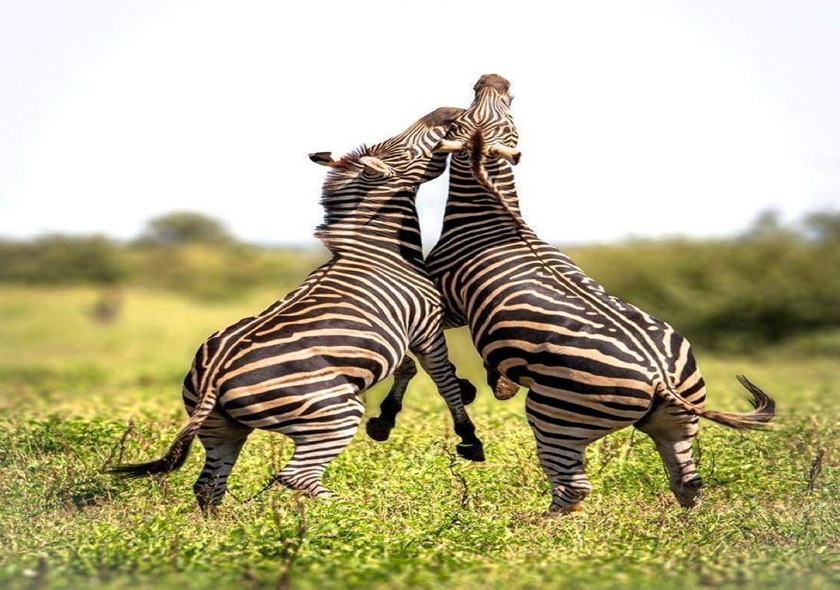 3 Days 2 Nights My SGR Train Safari