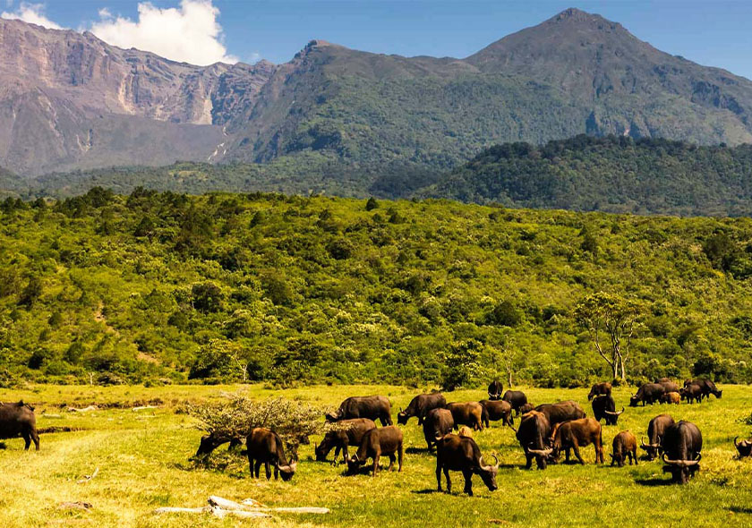 4 Days 3 Nights Tarangire + Ngorongoro + Serengeti Safari