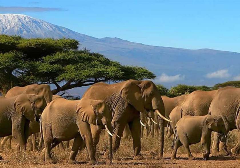 4 Days 3 Nights Tarangire + Ngorongoro + Serengeti Safari