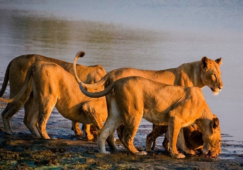 7-Day Best of the Wild Luxury Safari