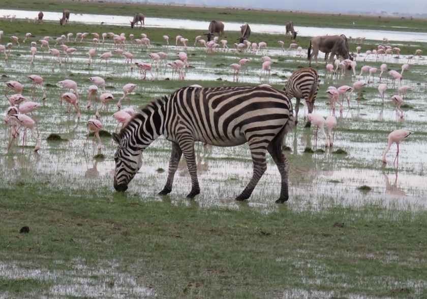 4-Day Taste of Tanzania - Tarangire, Serengeti & Crater