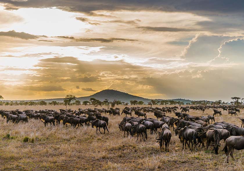 10-Day Mid Range Serengeti Wildebeest Migration Tour