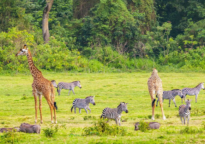 10-Day Mid Range Serengeti Wildebeest Migration Tour
