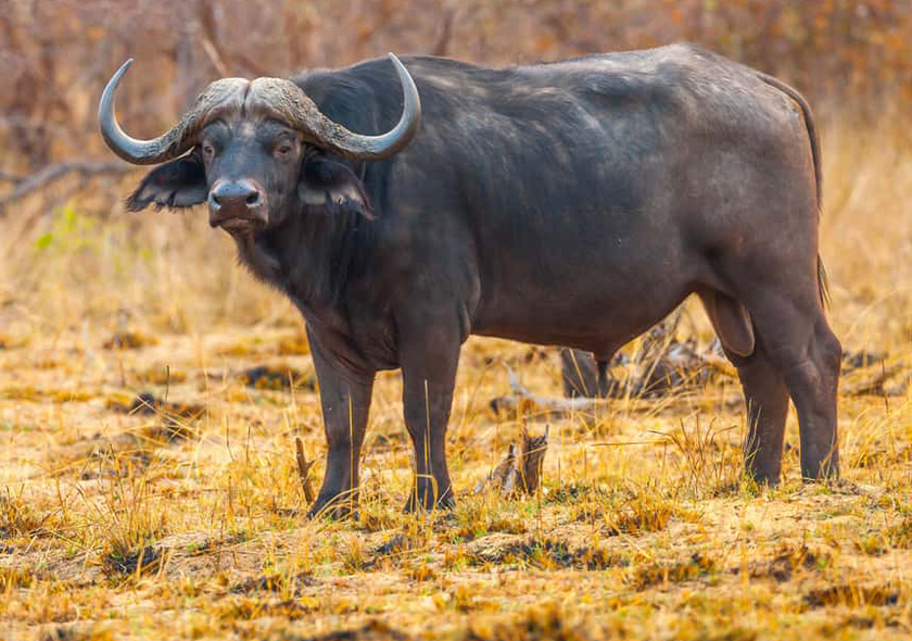 10-Day Great Migration, Culture & Acidic Lakes