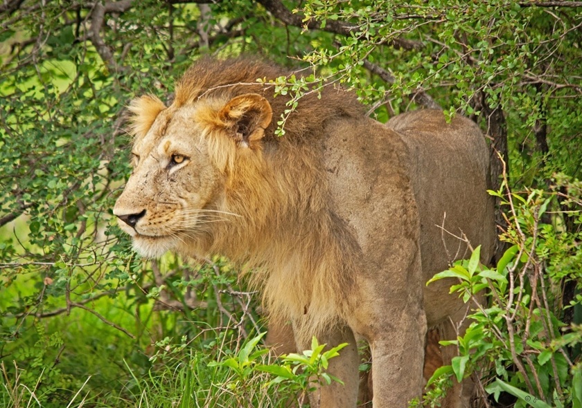 8-Day Big Five Safari