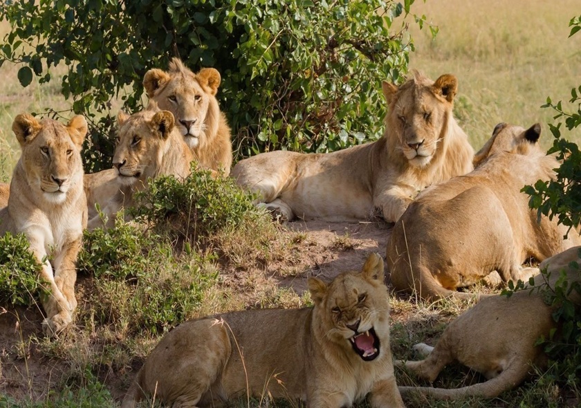 8-Day Big Five Safari
