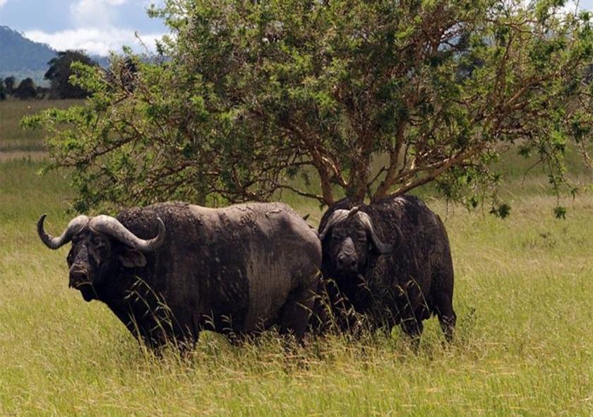 7-Day Tanzania Northern Circuit Amazing Adventures