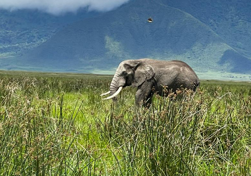 3-Day Selous & Nyerere National Park Safari