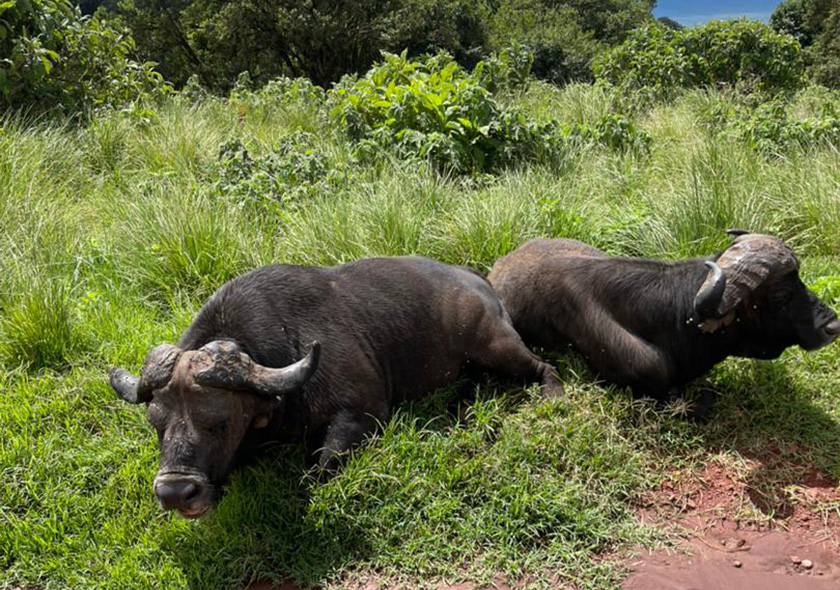 3-Day Selous & Nyerere National Park Safari