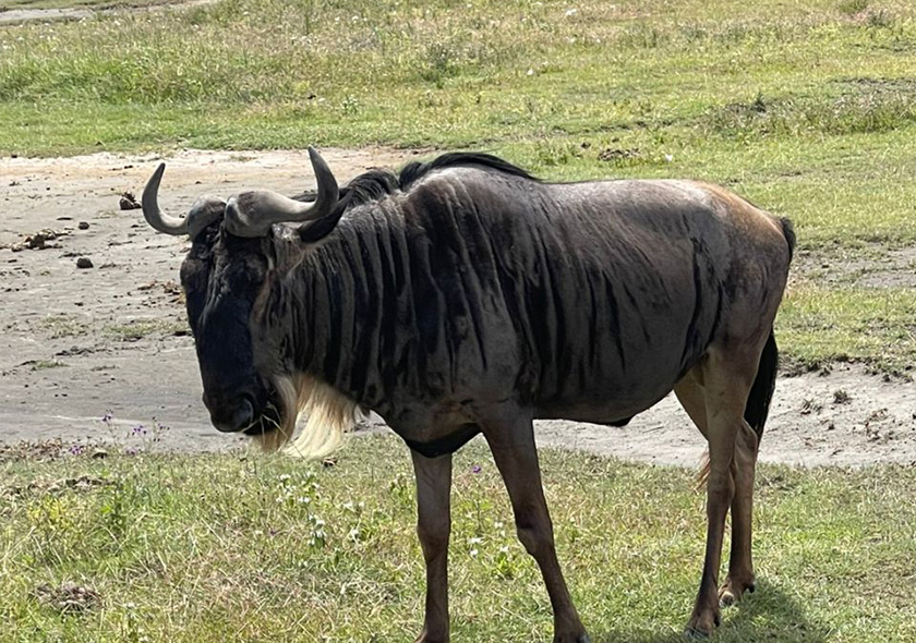 3-Day Selous & Nyerere National Park Safari