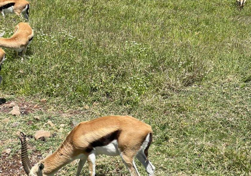 3-Day Selous & Nyerere National Park Safari