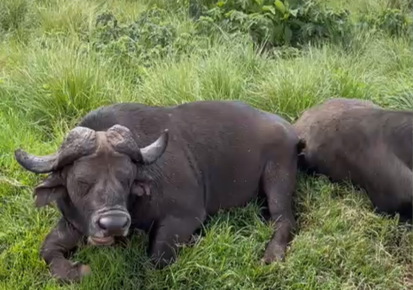 3-Day Selous & Nyerere National Park Safari