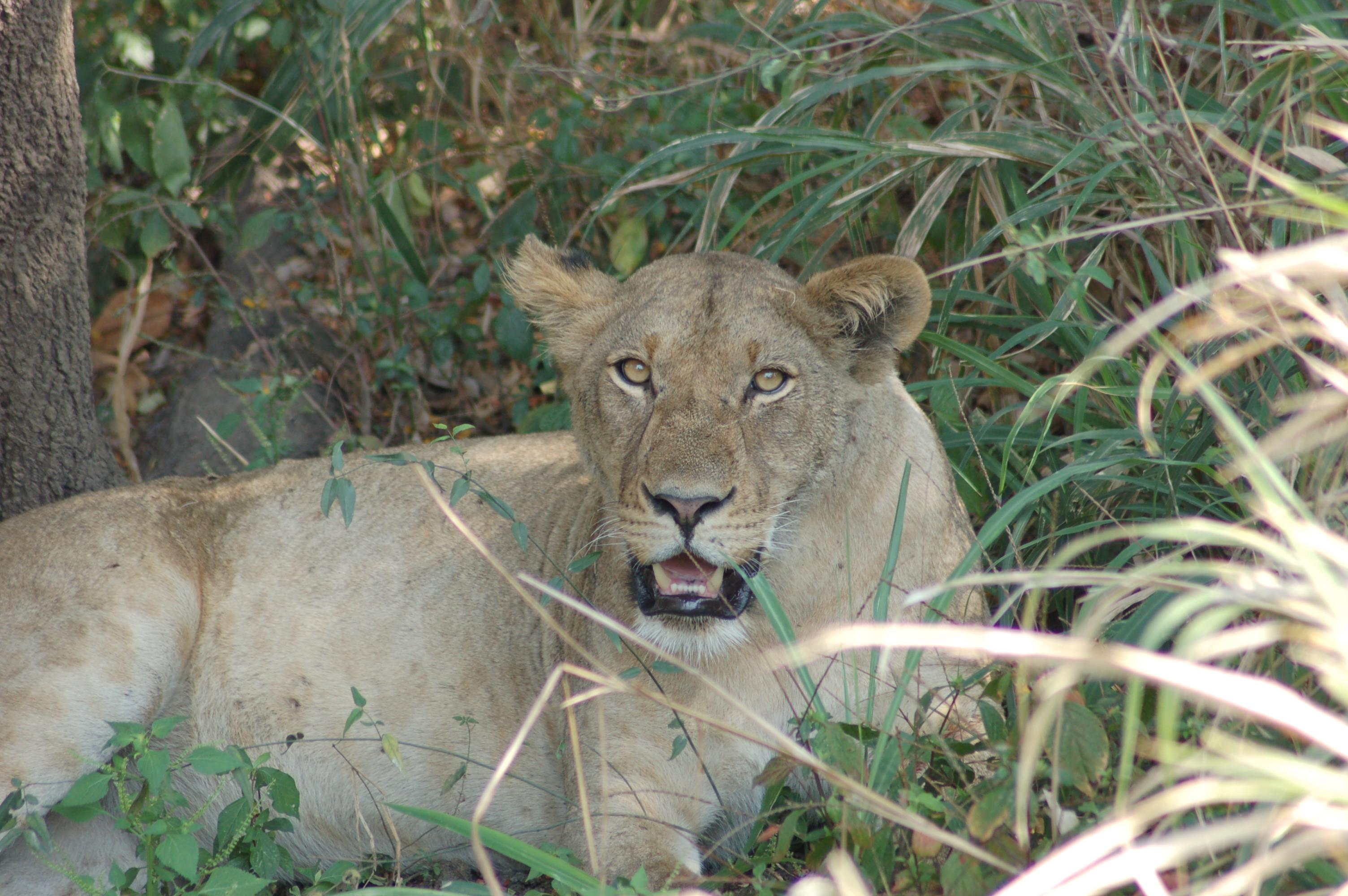 Mikumi National Park Safari
