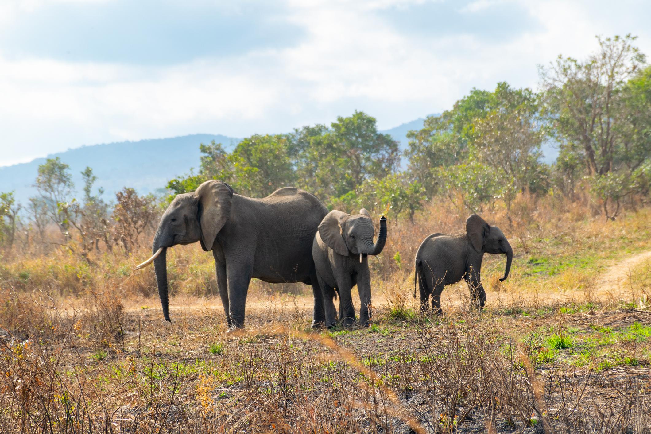 Mikumi National Park Safari