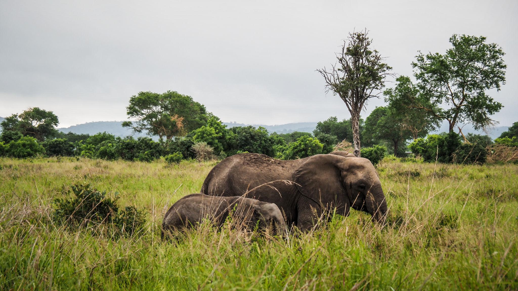 Mikumi National Park Safari