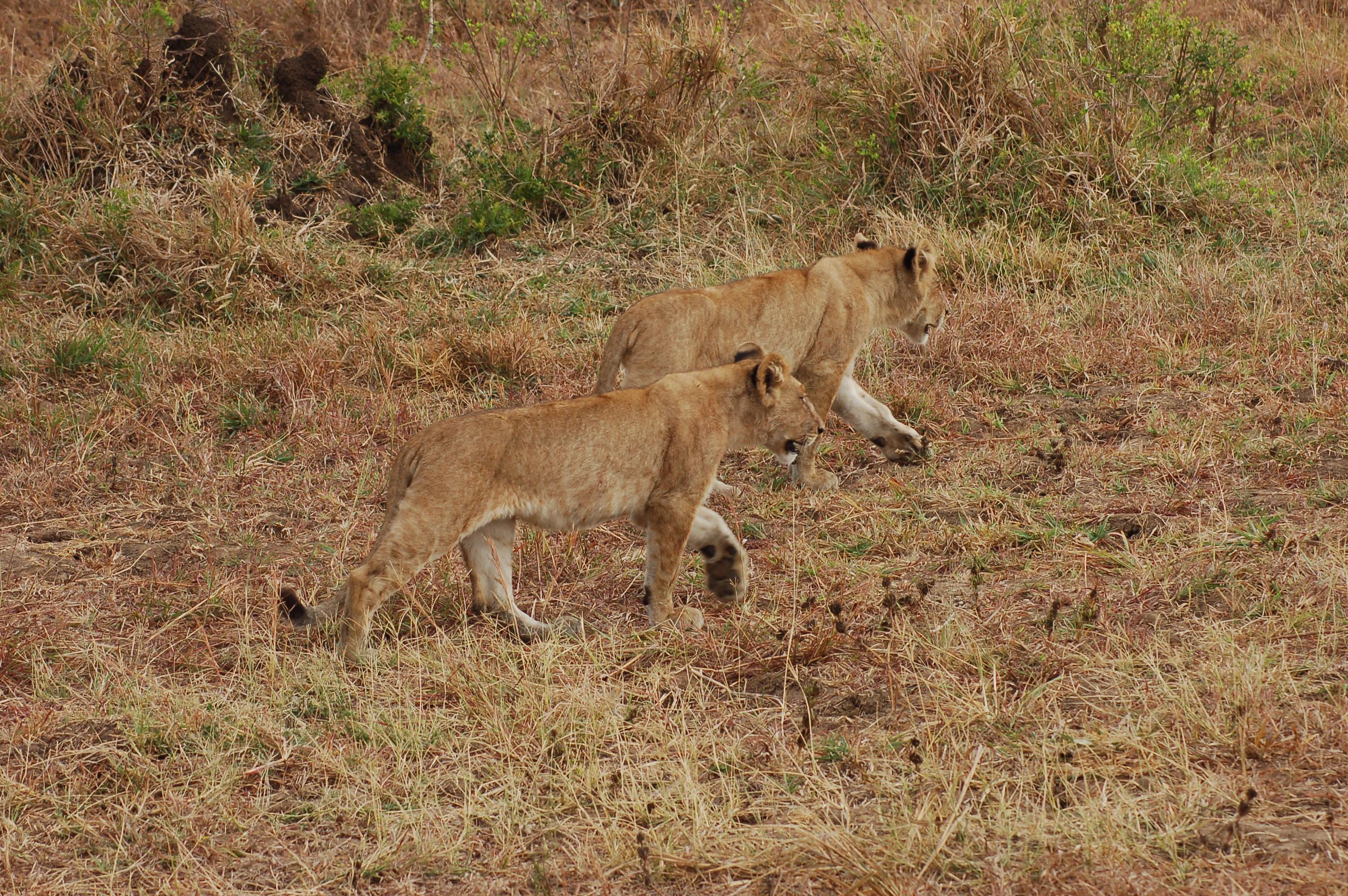 Mikumi National Park Safari