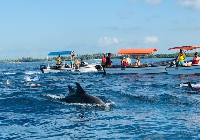 Dolphin Tour Kizimkazi