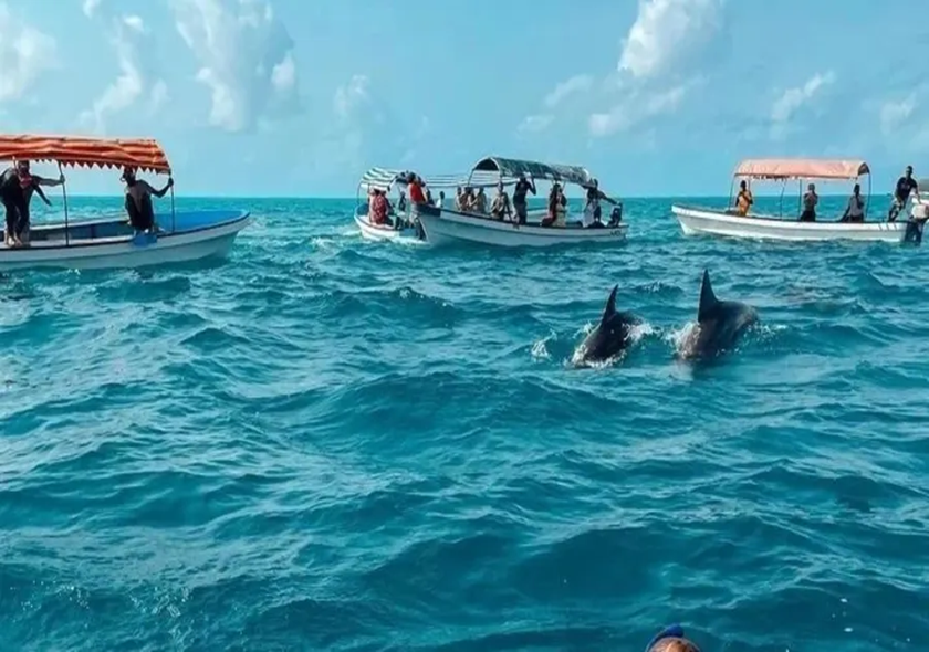 Dolphin Tour Kizimkazi