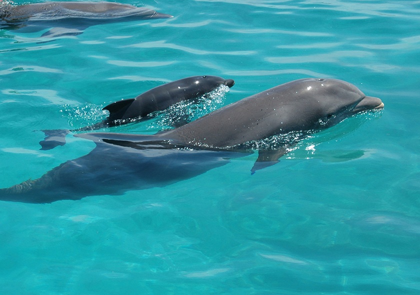 Dolphin Tour Kizimkazi