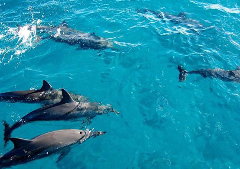 Dolphin Tour Matemwe
