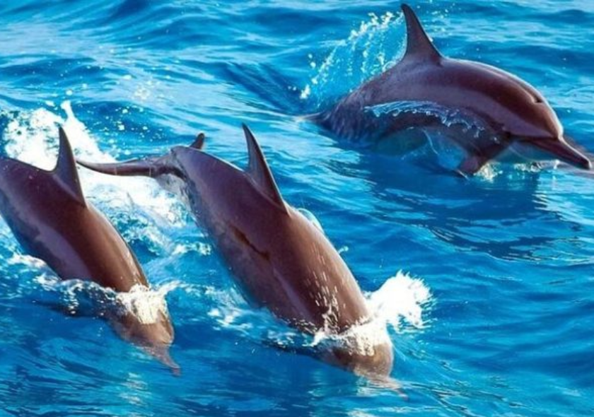 Dolphin Tour Matemwe