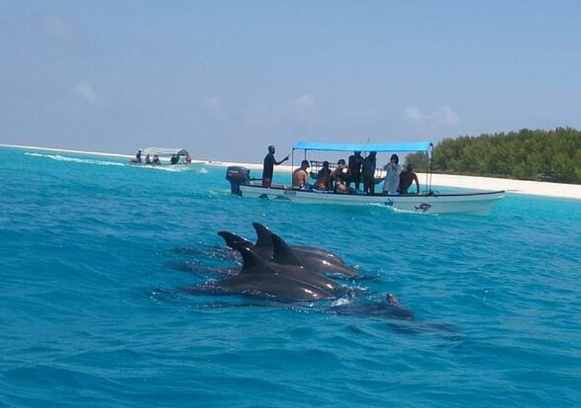Dolphin Tour Matemwe